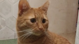 Классное видео о рыжем коте-84 выпуск.