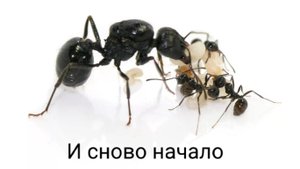 жнеци!