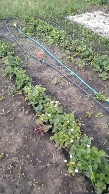 Клубника #Мурано. Сорт премиум класса. Урожай круглый год. смотреть онлайн