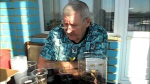 О всходах баклажанов