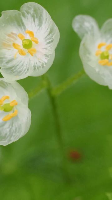 FLOR ESQUELETO TRANSPARENTE "Diphylleia grayi "