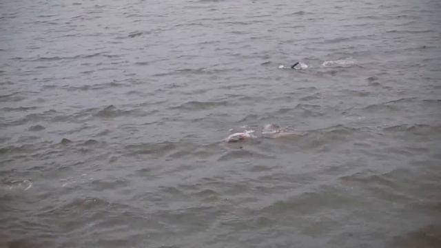 Kyiv Triathlon Cup 2015