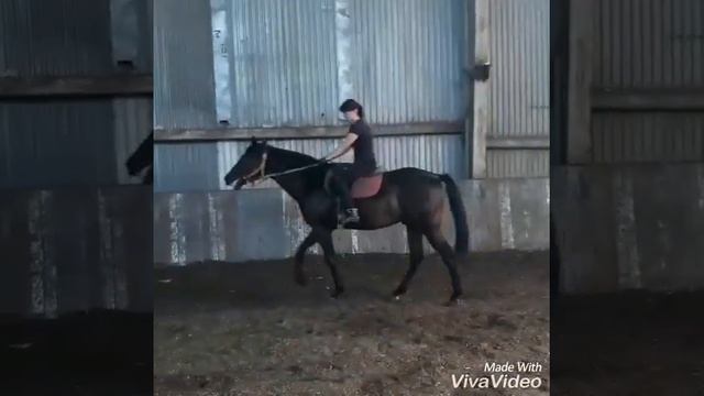 Заездка жеребца Форфора.. смотреть онлайн