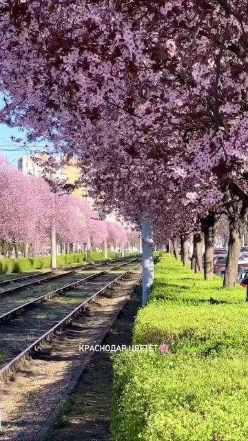 Все умиляются с розового настроения города, а анимешники наслаждаются атмосферой мультиков Хаяо Мияд