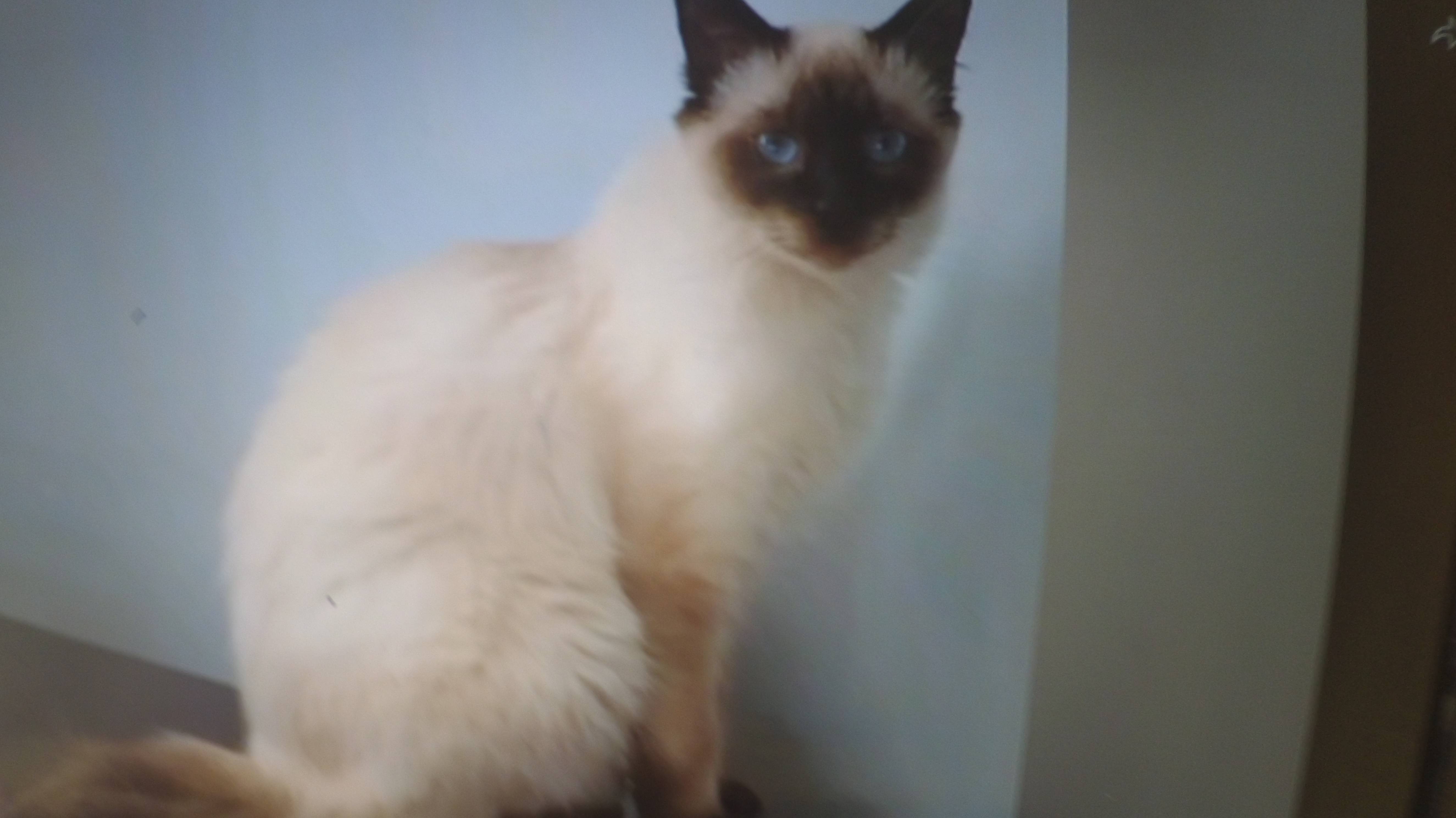 топ 3 любимые позы для сна наших котов.