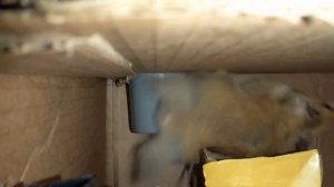 Хомяк проходит лабиринт