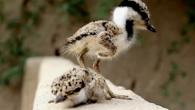 Motherless Scared Baby Birds Finding Their Mother смотреть онлайн