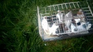 Ярмарка голубей станица Калининская апрель 2024