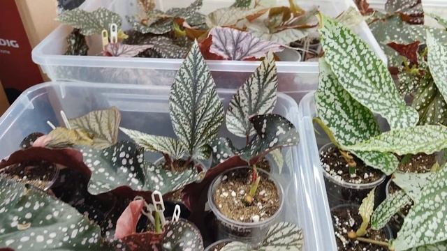 Предложение продажи кейн бегоний на 09.03.24г 🍀#кейн #бегонии #комнатныерастения смотреть онлайн