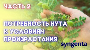 НУТ | Часть 2 | Прогрессивный взгляд на технологию возделывания нута от посева и до уборки |