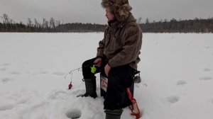 ТАЁЖНАЯ ЖИЗНЬ. НОЧЁВКА В ПАЛАТКЕ. РЫБАЛКА В ГЛУШИ. ПОЙМАЛИ ТРОФЕЙ НА ЖЕРЛИЦУ. ОЗЕРО НЕ ТАК ПРОСТО.