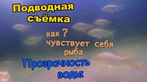 Подводный мир! \ Прозрачность воды \ Как чувствуют караси в пруду (Май 2019)