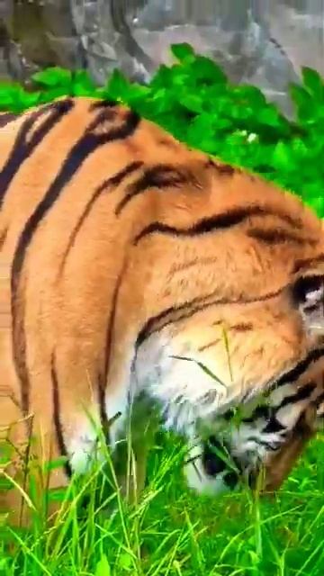 Тигр МосКовскИй зооПарк🐯👀🔥👍Tiger Moscow Zoo🐯👀🔥👍 смотреть онлайн