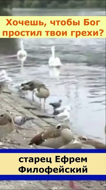 Хочешь, чтобы Бог простил твои грехи_ Старец Ефрем Филофейский. смотреть онлайн