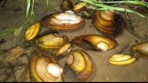 Фармим моллюска до 100 штук