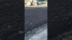 Лтз 55 вспашка огорода после капиталки.