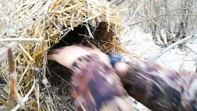 Як ставити гнізда для диких качок! смотреть онлайн