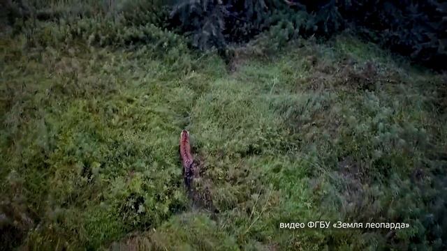 «Тигрицу-фотомодель» обнаружили на трассе Раздольное-Хасан
