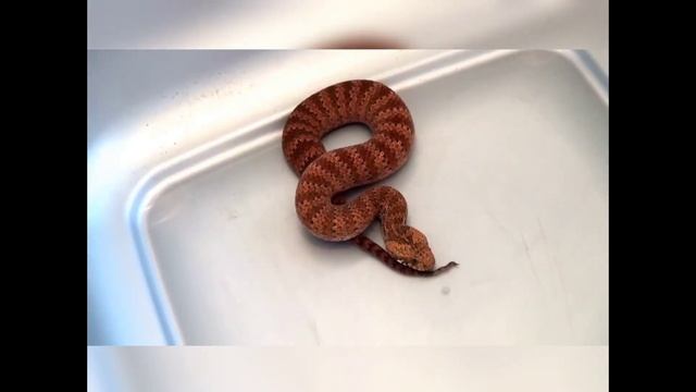 10 Most Poisonous Snakes in the world. Inland Taipan, Black Mamba, смотреть онлайн