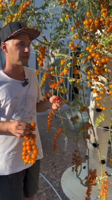 Vertical farming with orange cherry tomatoes on aeroponic towers - Agriculture Technology🍚