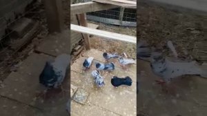 Голуби Виктора Калининский район  станица Старовеличковская