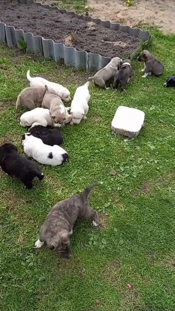 продажа щенков ,друзья подписываемся #волкодав #кавказскийволкодав смотреть онлайн