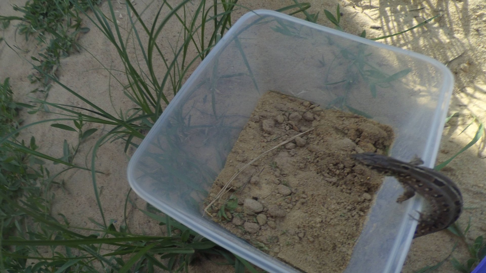 Калейдоскоп мем ꙮ