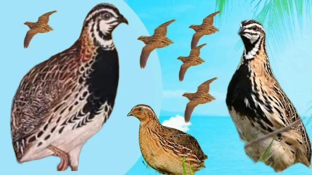 беданабедана сайраши گندم کی شکار کے لئے بٹیروں کی بہترین آواز