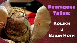 Кошки фут фетишисты