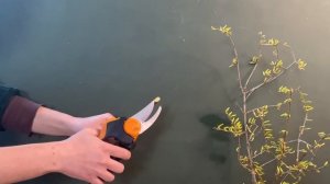 Sekator Fiskars P921 ✂️ - test lekkiego i poręcznego narzędzia ogrodowego