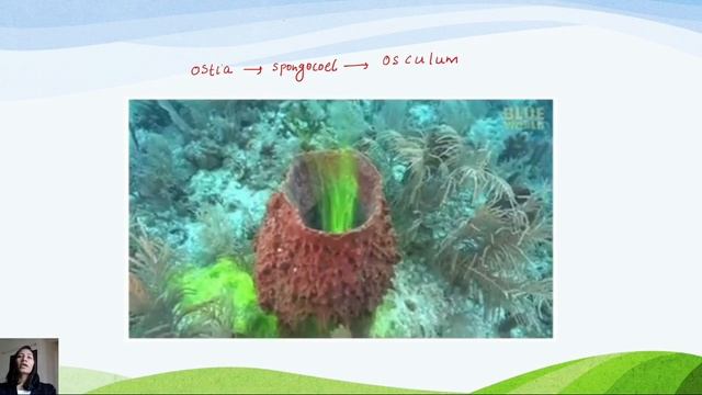 Porifera | Animal Kingdom | Neet 2021 | Zoology | Biology Blog | Neet Zoology | Neet Biology смотреть онлайн