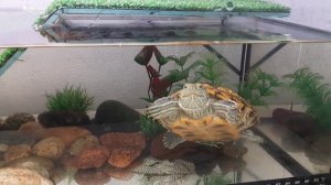 Залипательное видео с черепашками