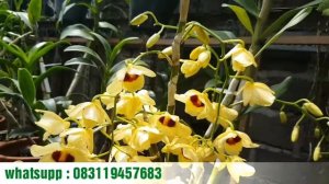 Dendrobium gatton sunray