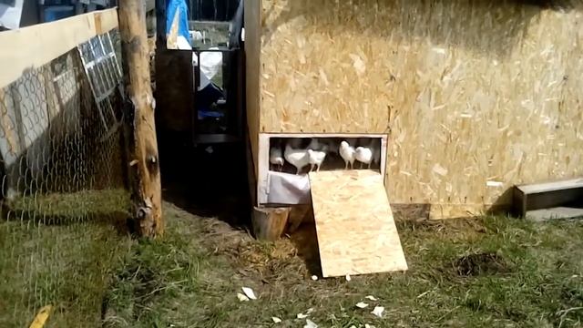 Первая прогулка не удалась (2018) смотреть онлайн