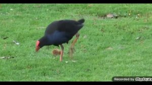 эдит про птицу пукеко