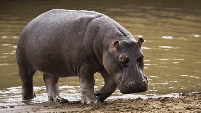 Hippopotamus Sound Effects смотреть онлайн