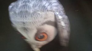 распаковка совы #блоптоп #игрушки #распаковка #сова #шлёпа #ютуб