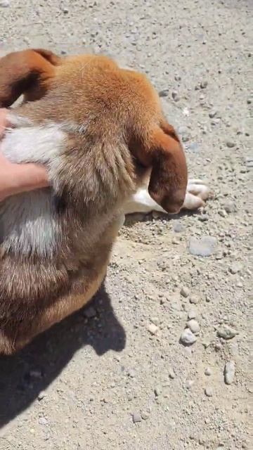 Встретили нового друга, есть подозрение на его китайские корни смотреть онлайн