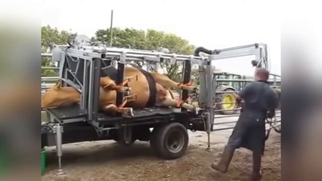 Необыкновенная сельхоз машина для ухода за копытами коров. смотреть онлайн