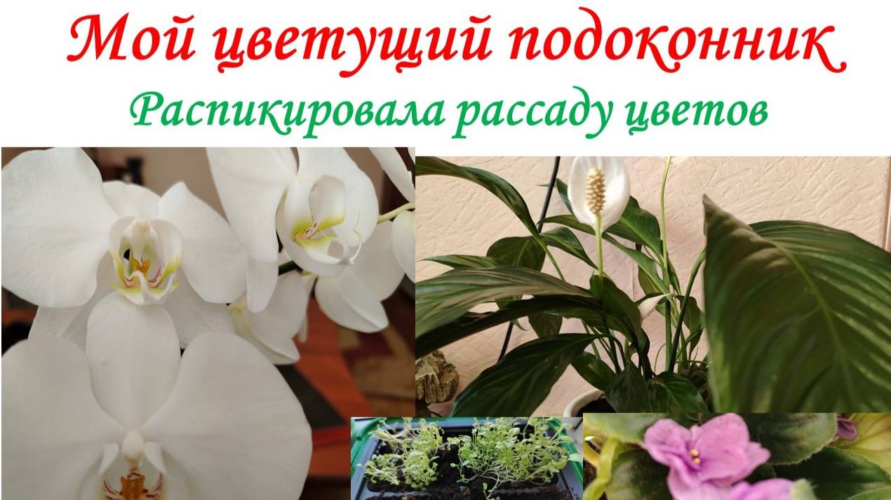 Мой цветущий подоконник 🌺🌺🌺Распикировала рассаду цветов