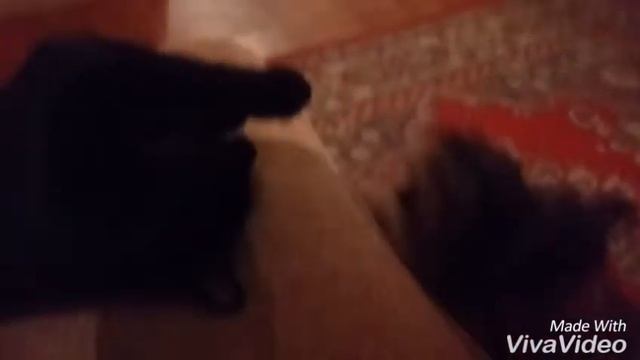 Кума и Марс резвятся дома смотреть онлайн