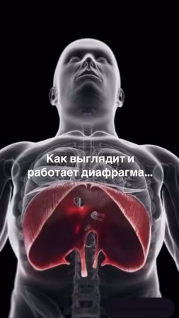 Как выглядит диафрагма