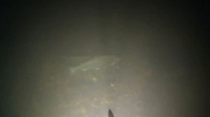 ПОДВОДНАЯ ОХОТА - ЛУЧШАЯ РЫБАЛКА ЗИМЫ !