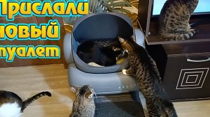 Прислали новый туалет