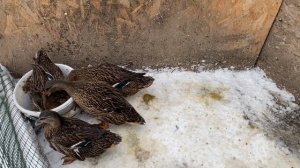 Селезней отсадили суета началась возмущения