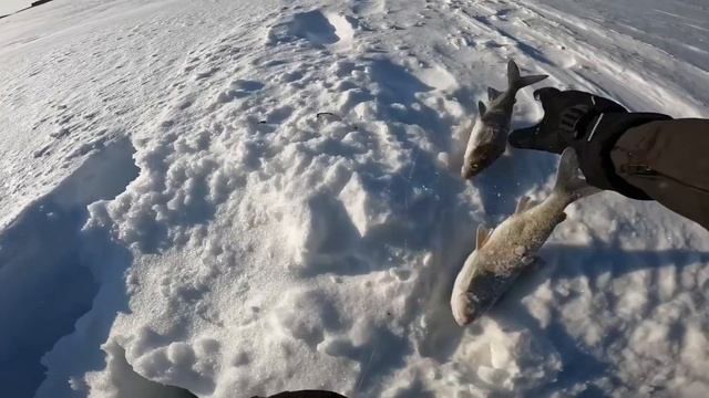 В ПОИСКАХ СИГА | РЫБАЛКА НА СЕВЕРЕ смотреть онлайн