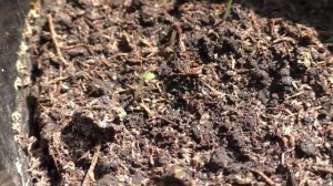 Всходы табака появились через 18 дней