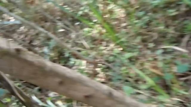 Rare Johnston's or Three-horned Chameleon, Community Trail in Bwindi, Uganda