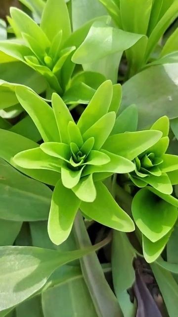 #shorts Весна... Цветы... смотреть онлайн