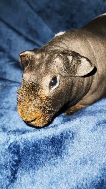 Лысая свинка решил жить один разве так можно смотреть онлайн